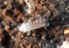 Oniscus asellus